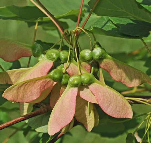 Acer pseudoplatanus