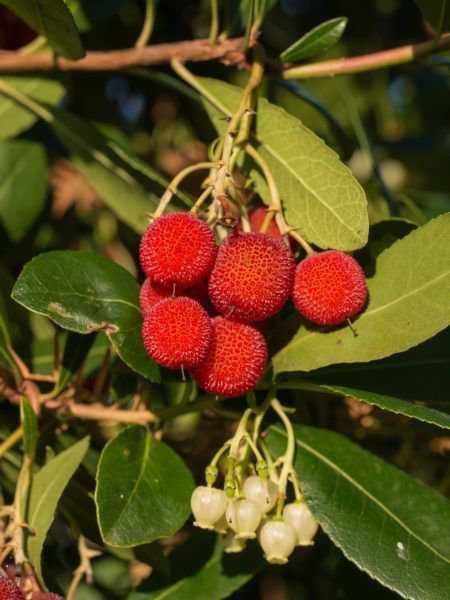 Arbutus unedo
