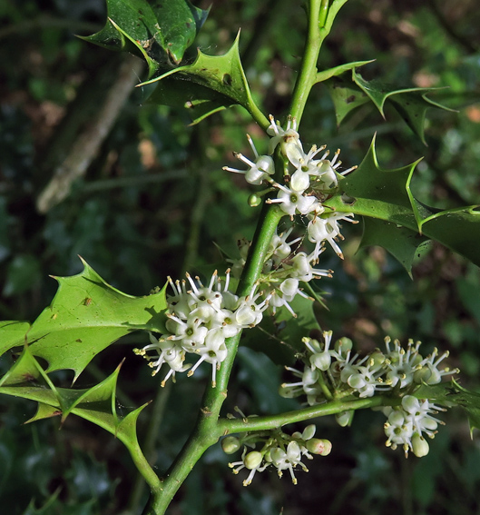Ilex aquifolium