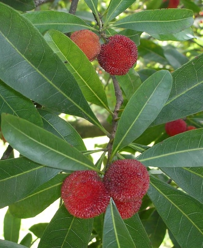 Myrica rubra