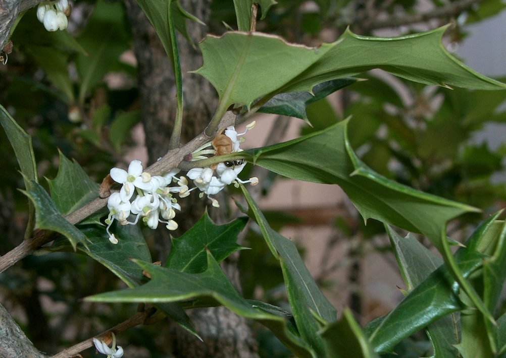 Osmanthus heterophyllus