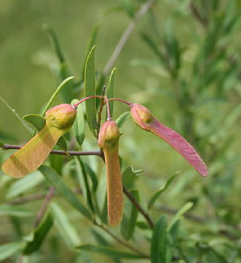 Securidaca l.