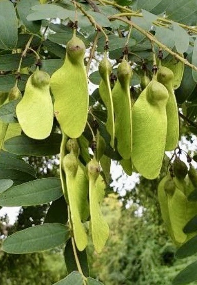 Tipuana tipu