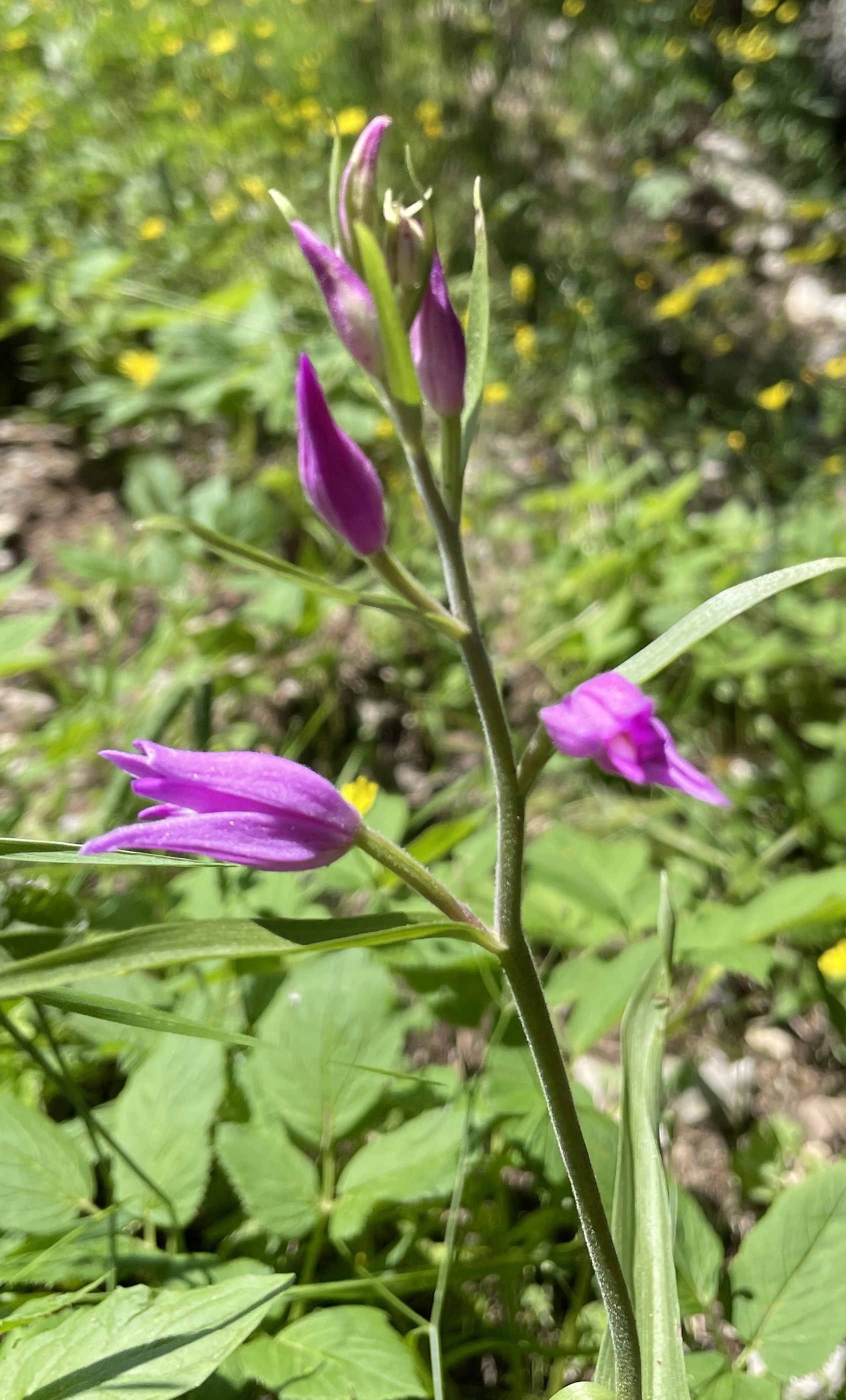 Cephalanthera rubra