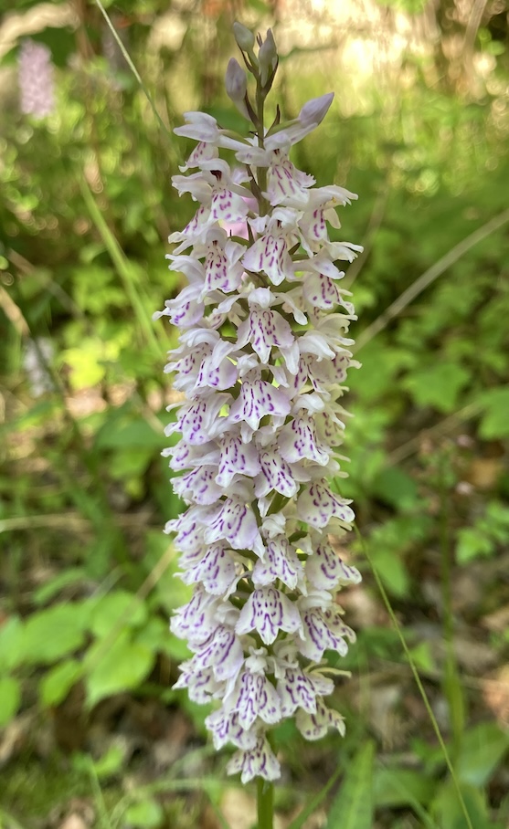 Dactylorhiza sp.