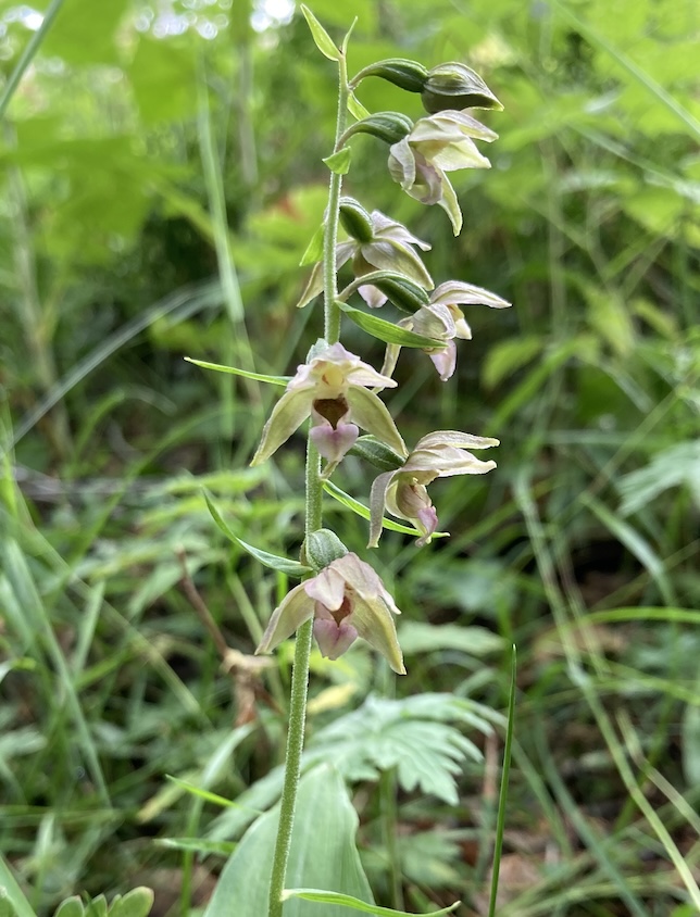 Epipactis helleborine