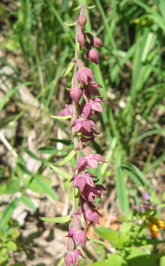 Epipactis atrorubens