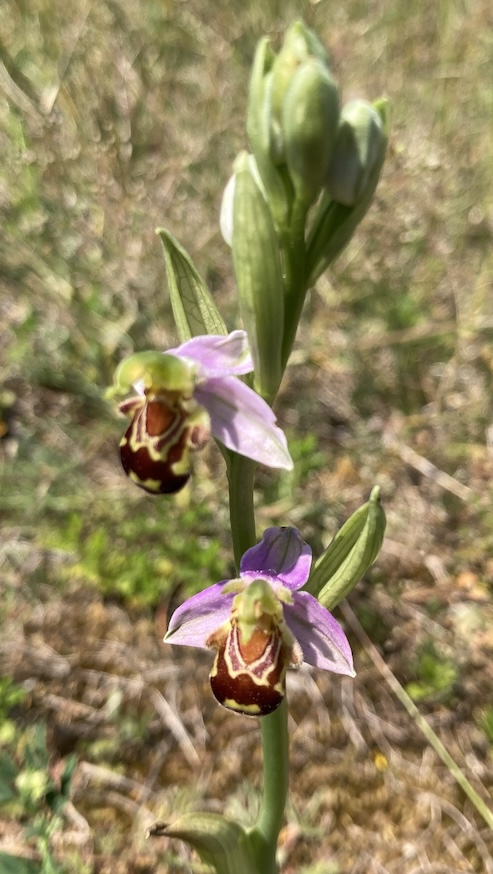 Ophrys abeille