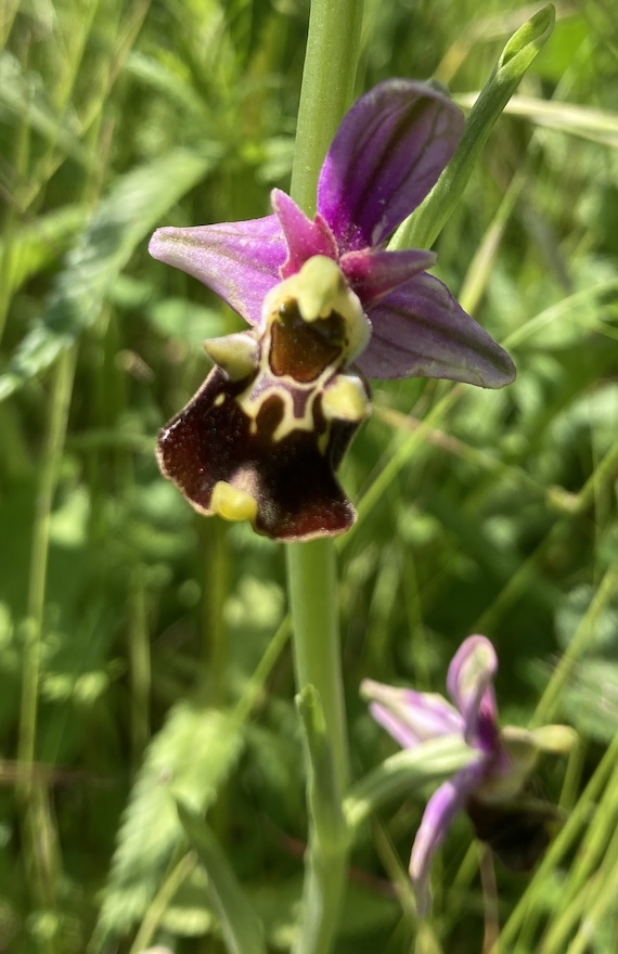Ophrys bourdon