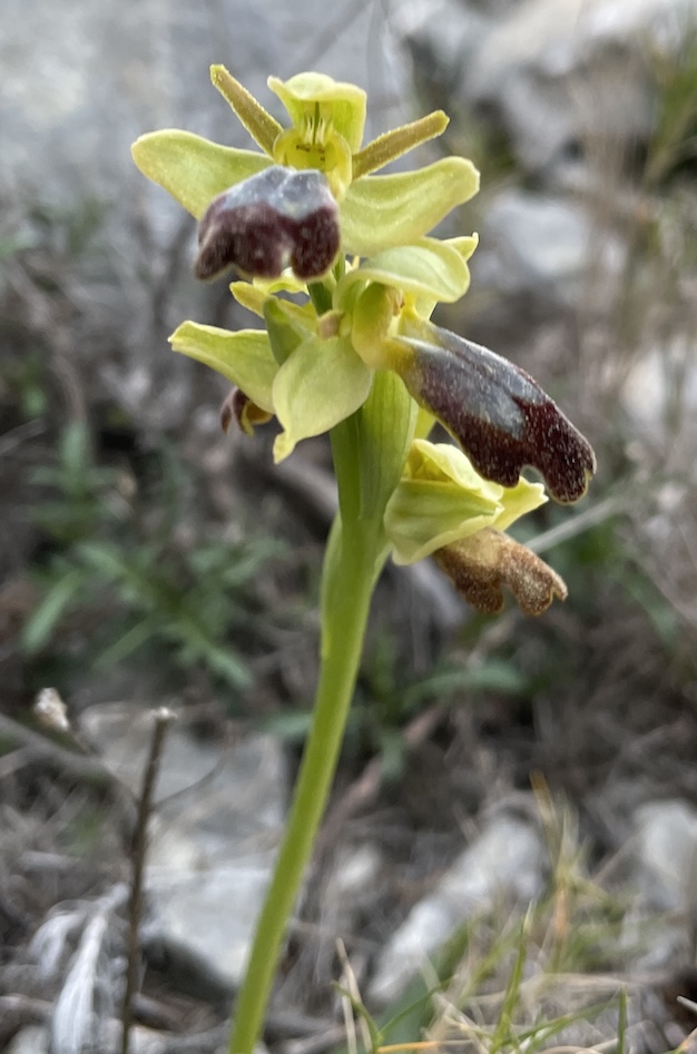 Ophrys brun