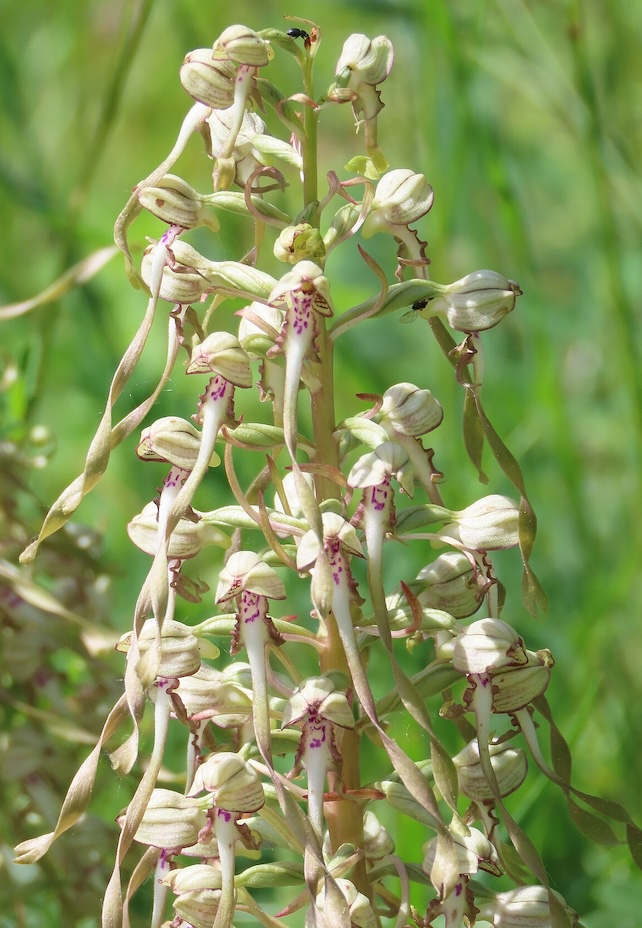 Orchis bouc
