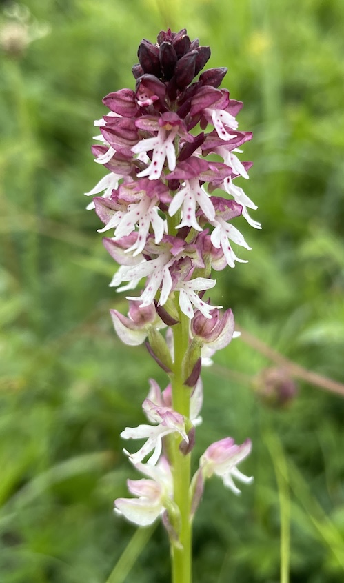 Orchis brûlé