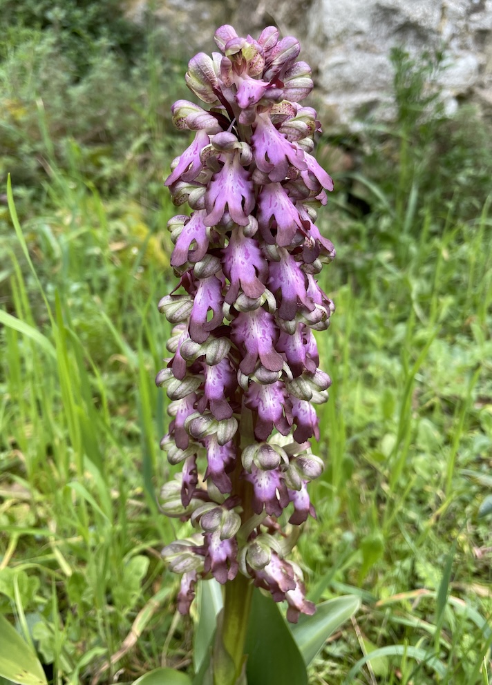 Orchis géant