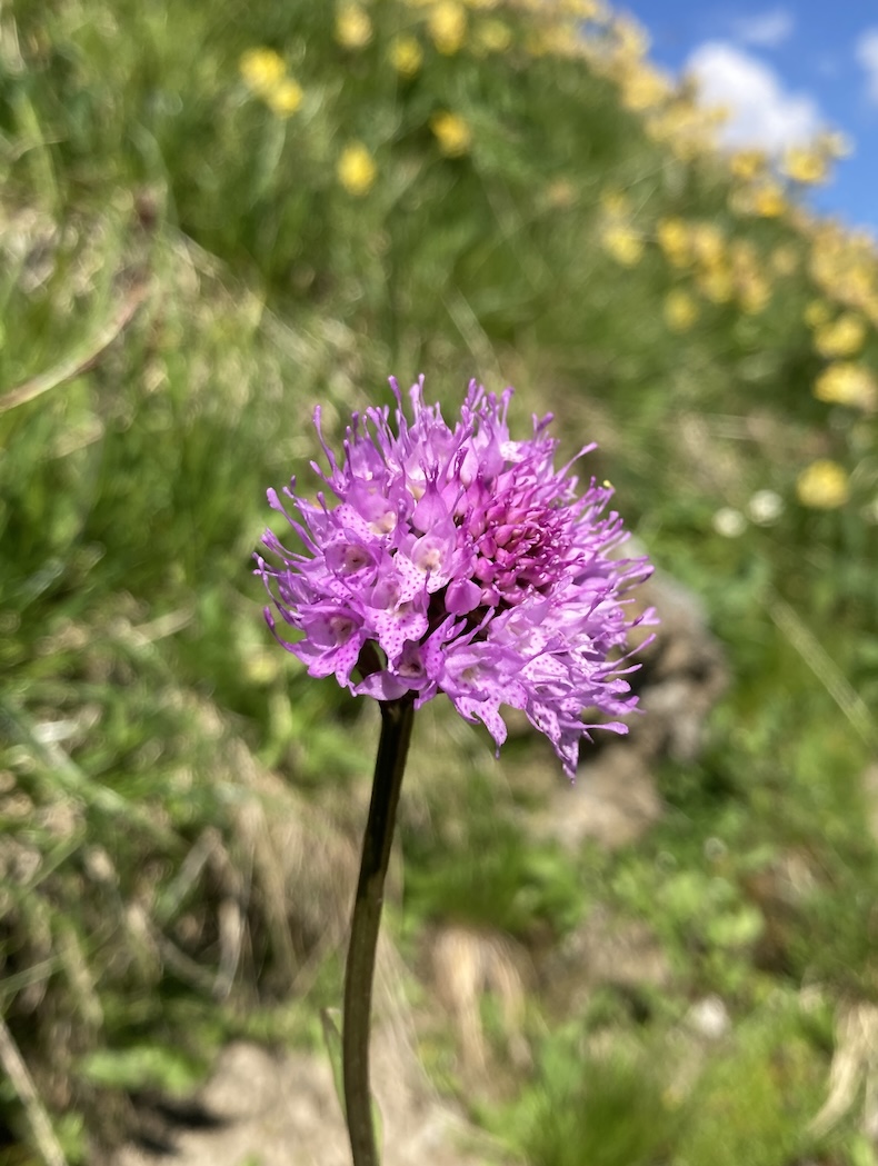 Orchis globuleux