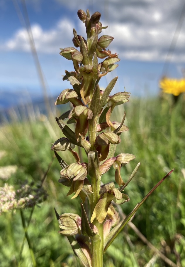 Orchis grenouille