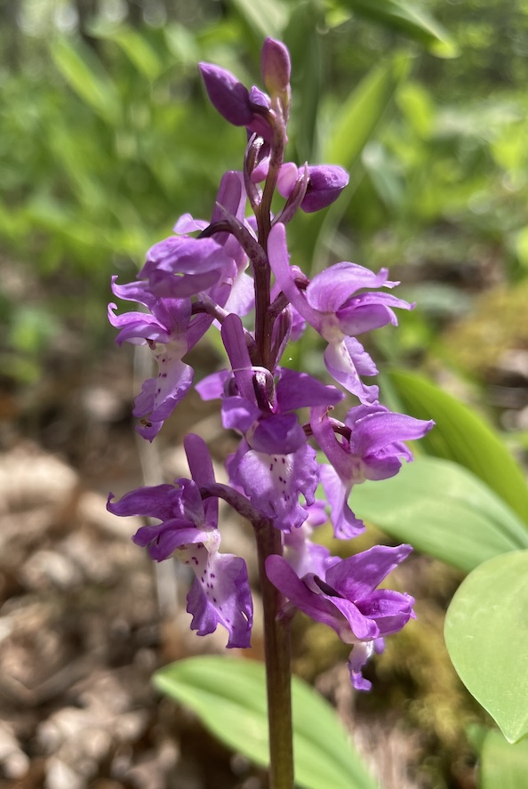 Orchis mâle