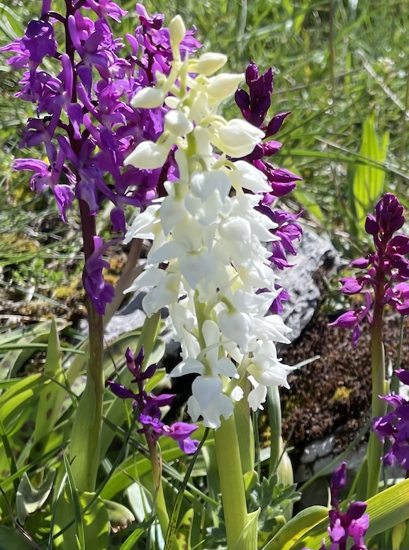 Orchis mâle blanc