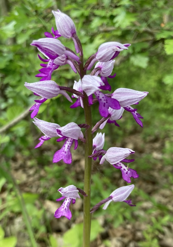 Orchis militaire