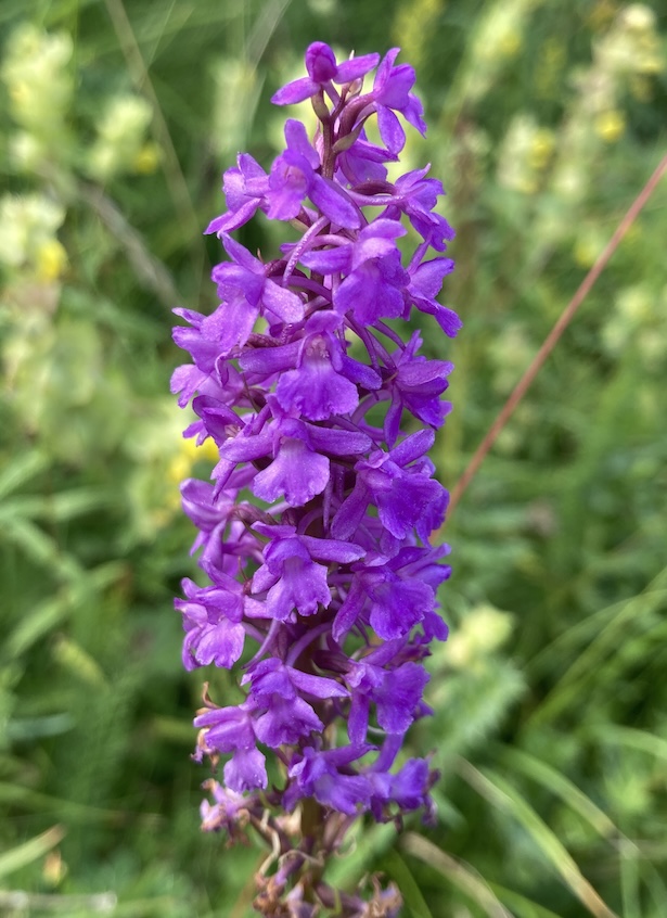 Orchis moucheron