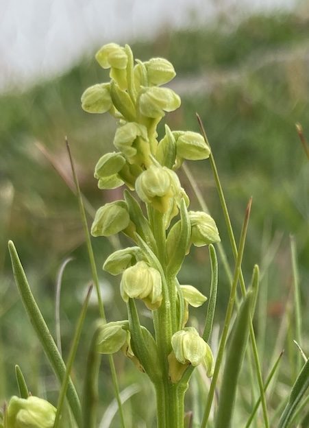 Orchis nain