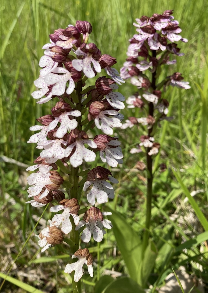 Orchis pourpre