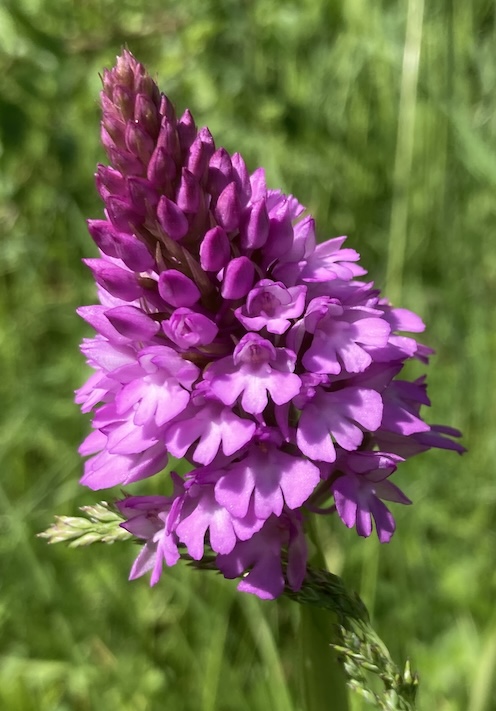 Orchis pyramidal