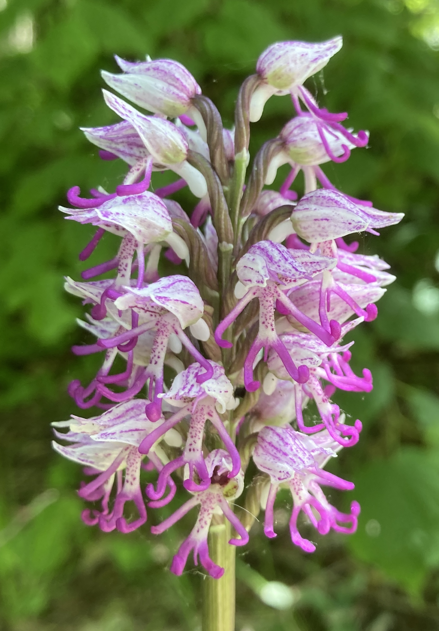 Orchis singe