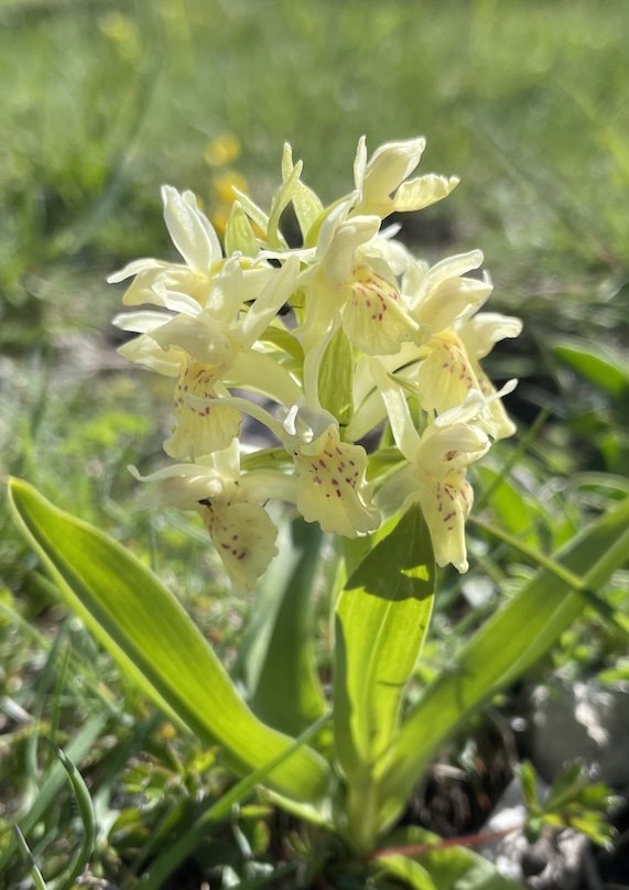 Orchis sureau jaune