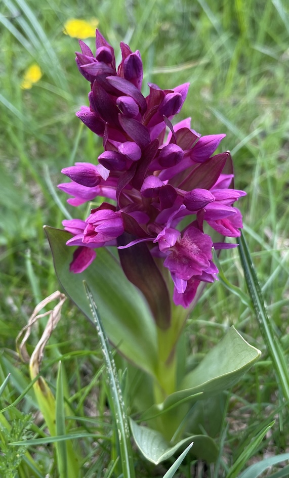 Orchis sureau pourpre