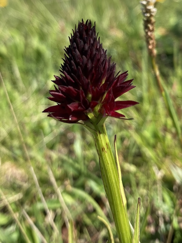 Orchis vanillé