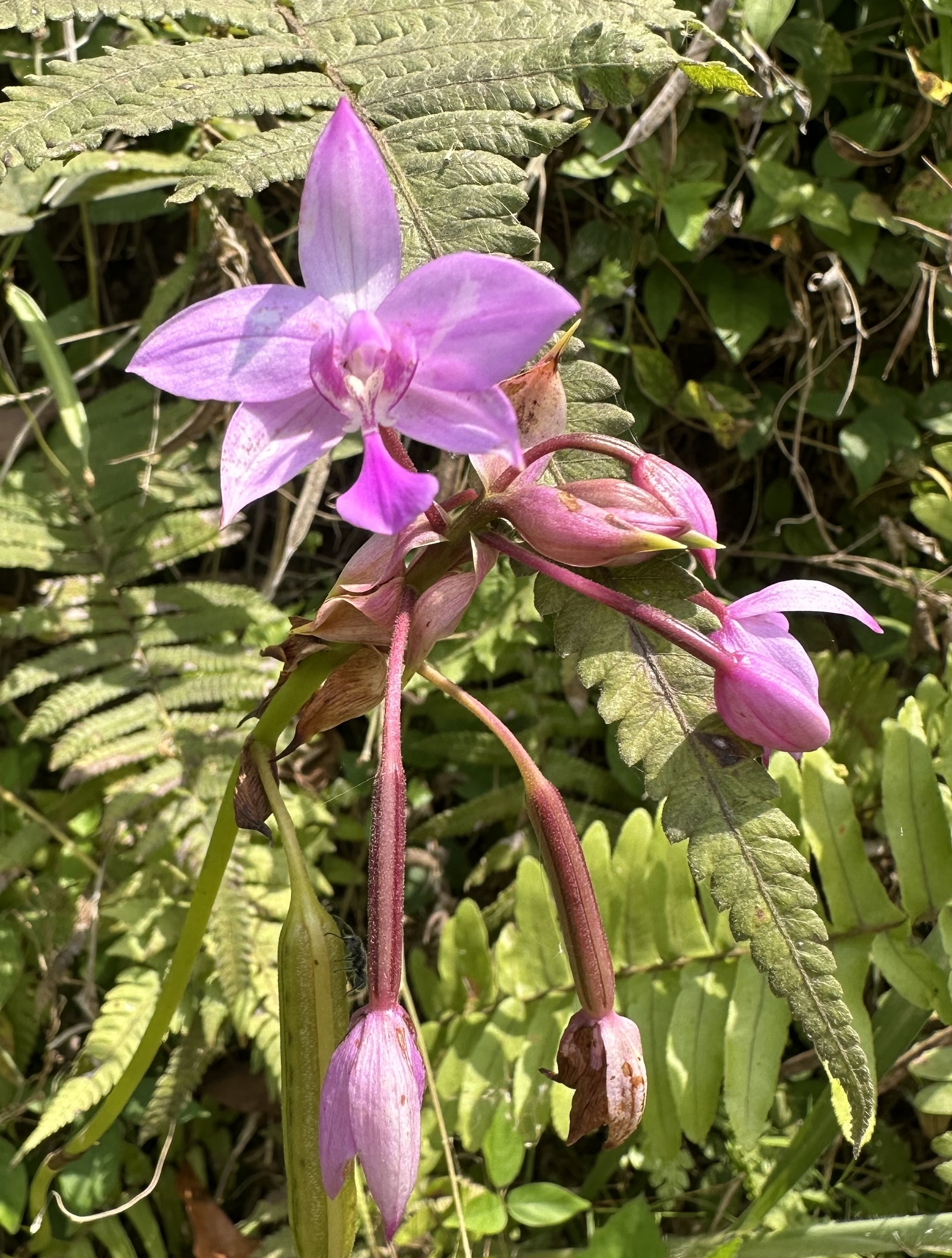 Spathoglottis plicata