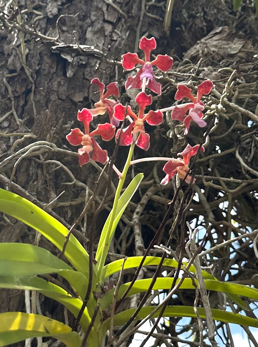 Vanda limbata