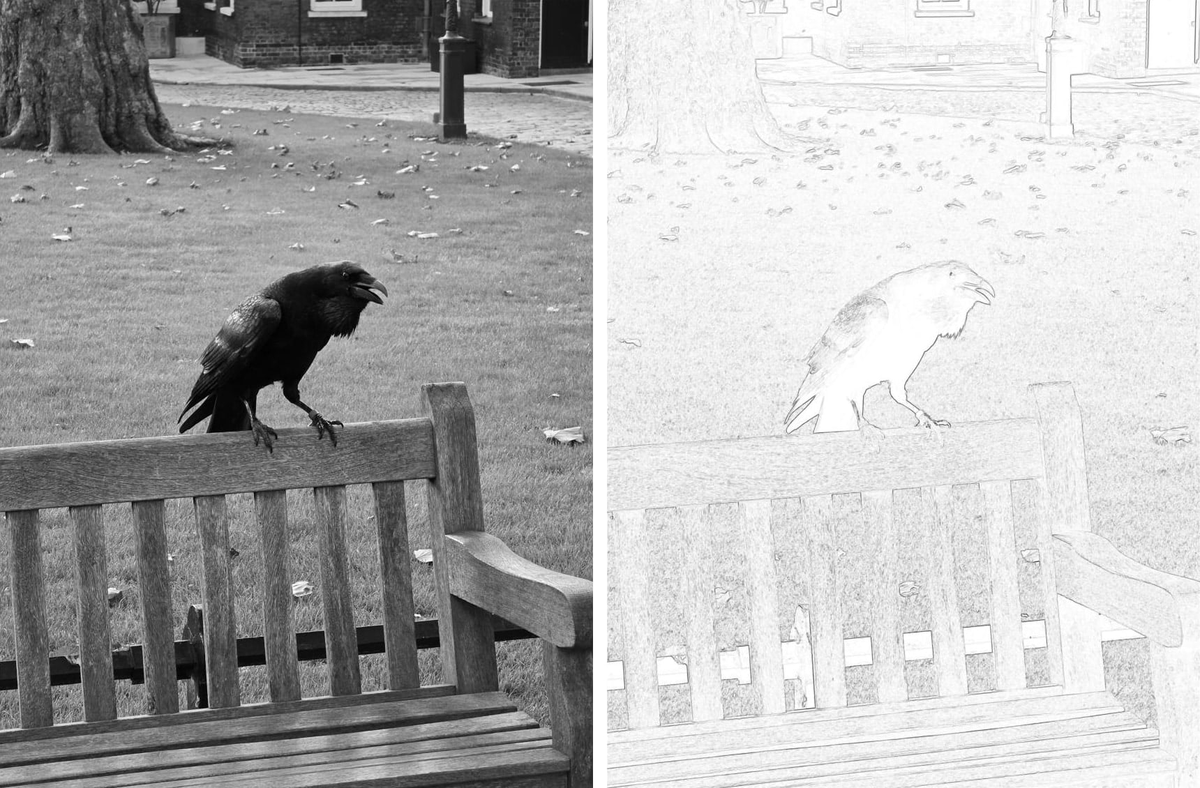 Image comparison showing an original photo of a raven on a bench alongside an edge-detected version of the same image.