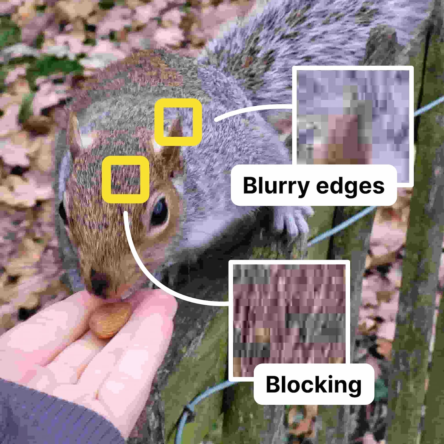A photo of a squirrel with zoomed in parts of the image and labels. The fur on the forehead: blocking. A tip of the ear: blurry edges.