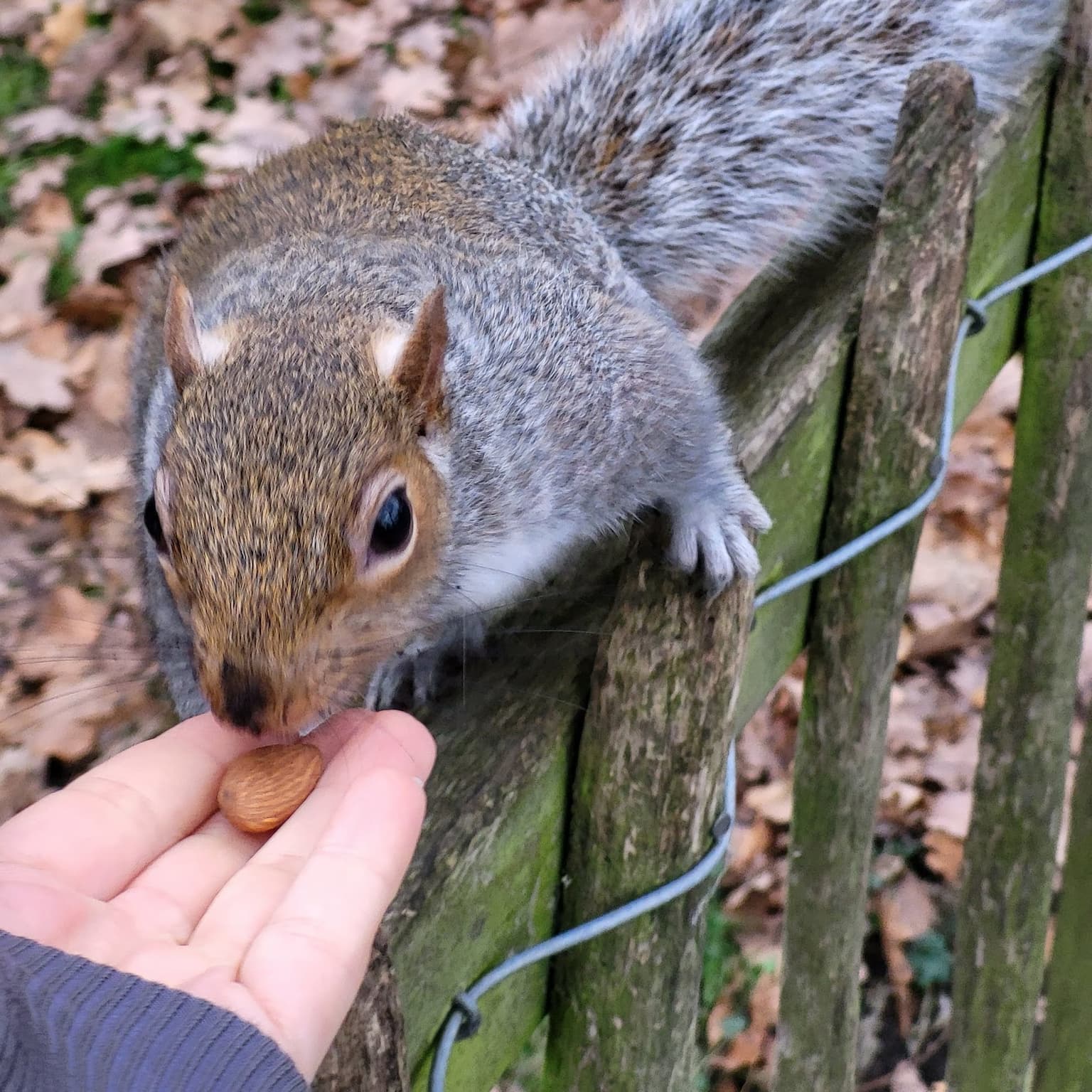 A photo of a squirrel sitting on a fence and eating a nut from an open hand.