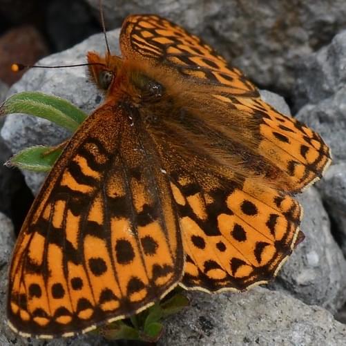 JPG butterfly image