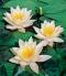 A small photo of some white and yellow flower against a leafy green background. The image is about 33% smaller than the size it is being displayed at. This upscaling causes the image to appear blurry, with notable soft edges between objects.