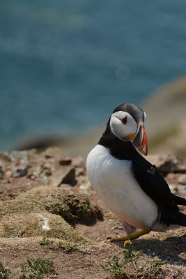 A puffin