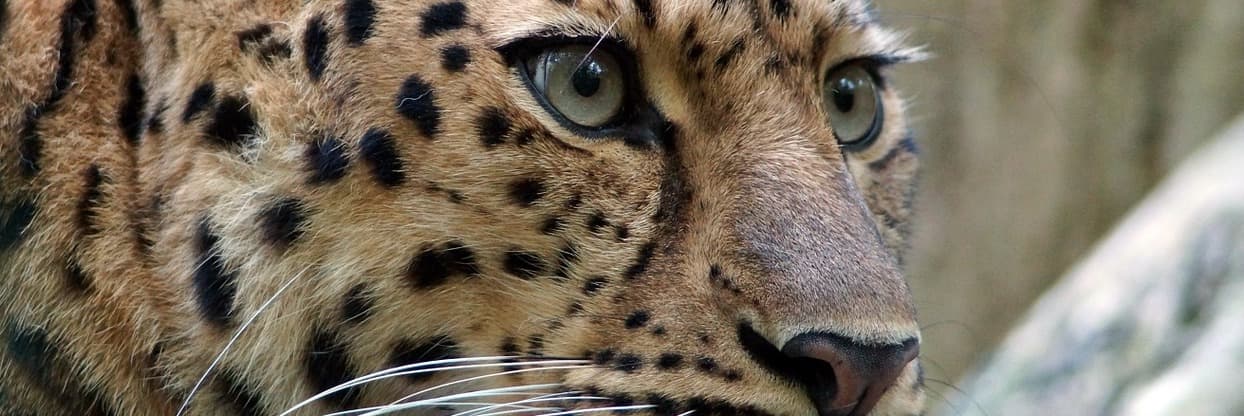 leopard