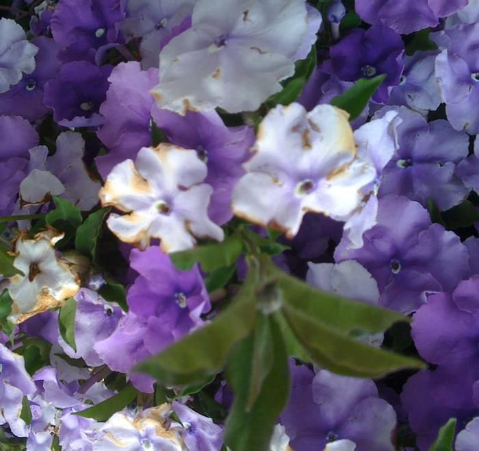 Some beautiful flowers