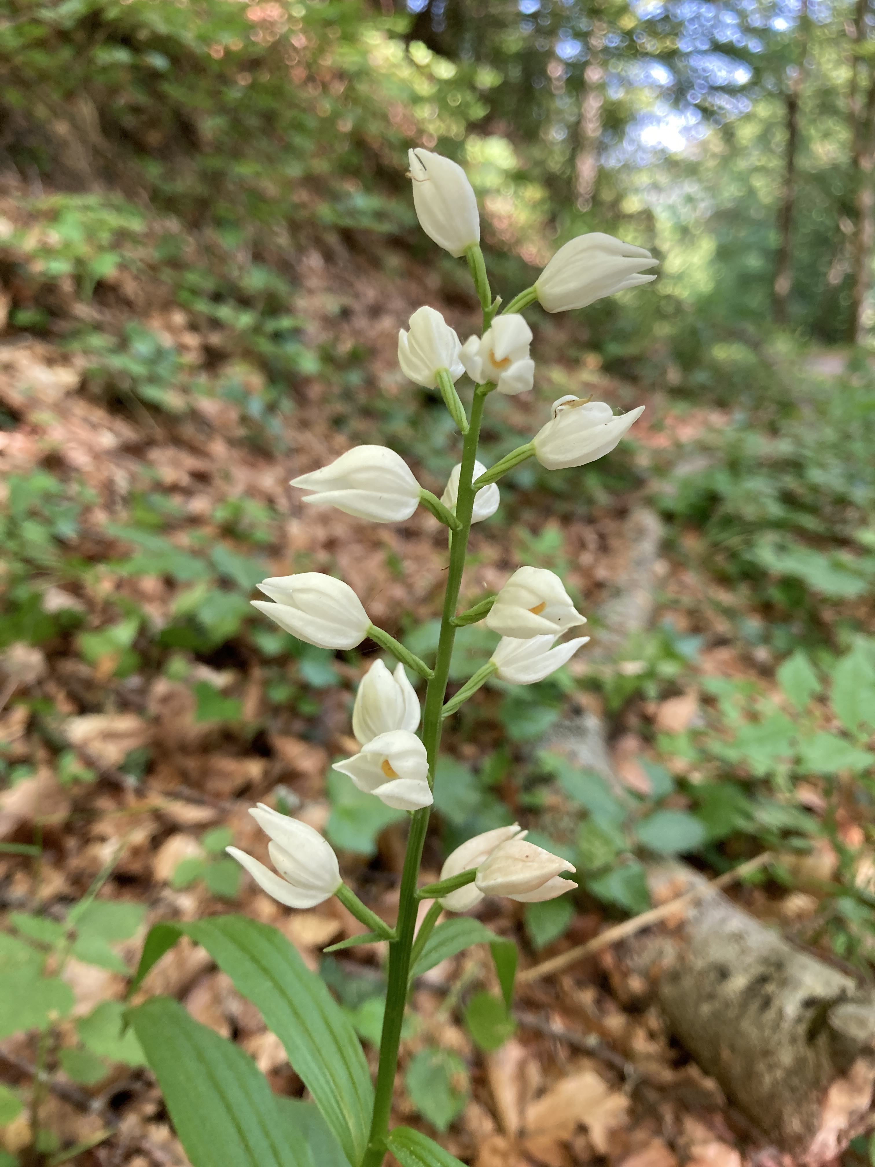 Cephalanthera longifolia