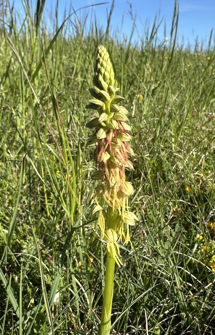 Orchis anthropophora