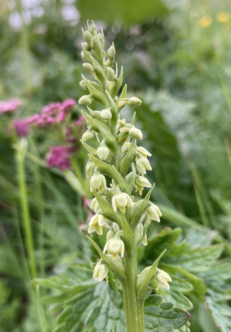 Orchis blanchâtre