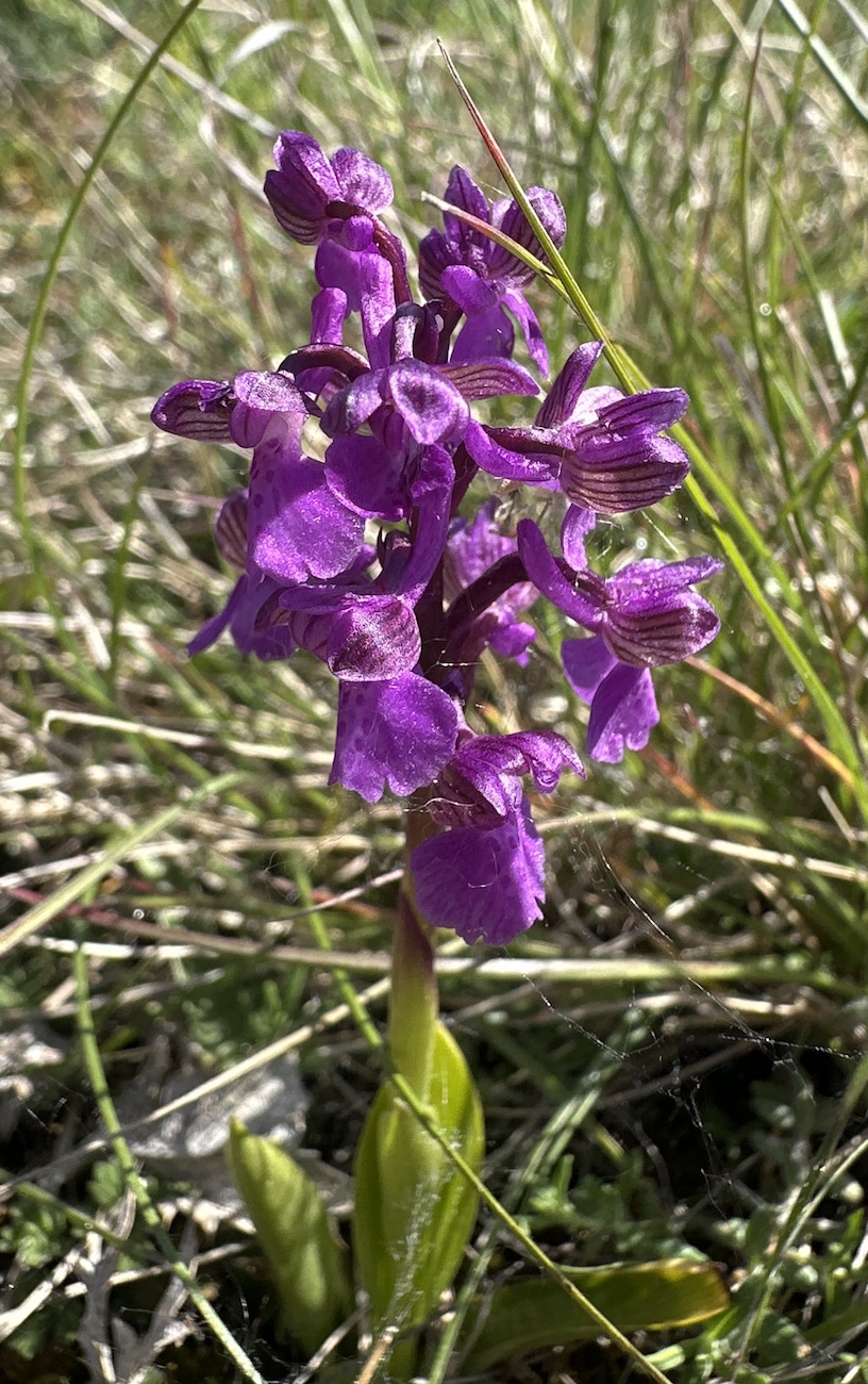 Orchis bouffon