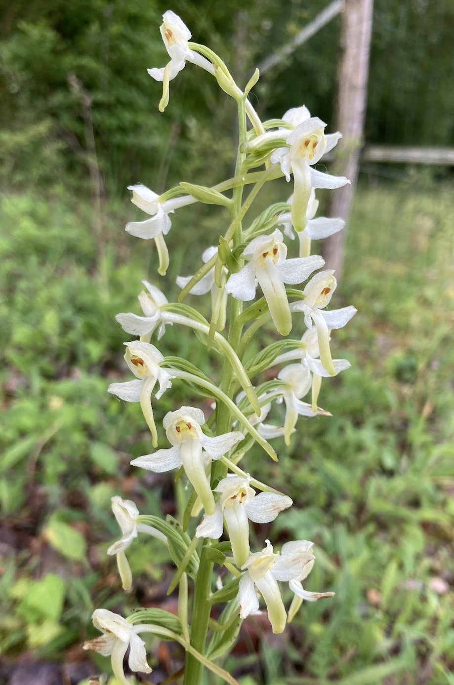 Platanthera bifolia
